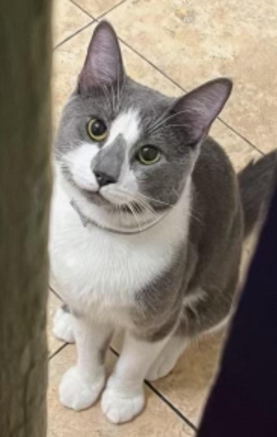 Austin, a Adoptable Domestic Short Hair in Closter, NJ image 4/5