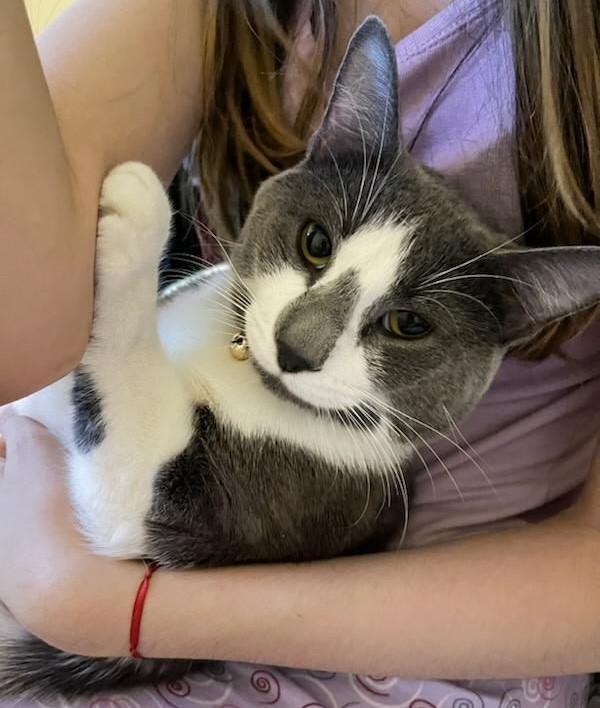 Austin, Adoptable, Young Male Domestic Short Hair.