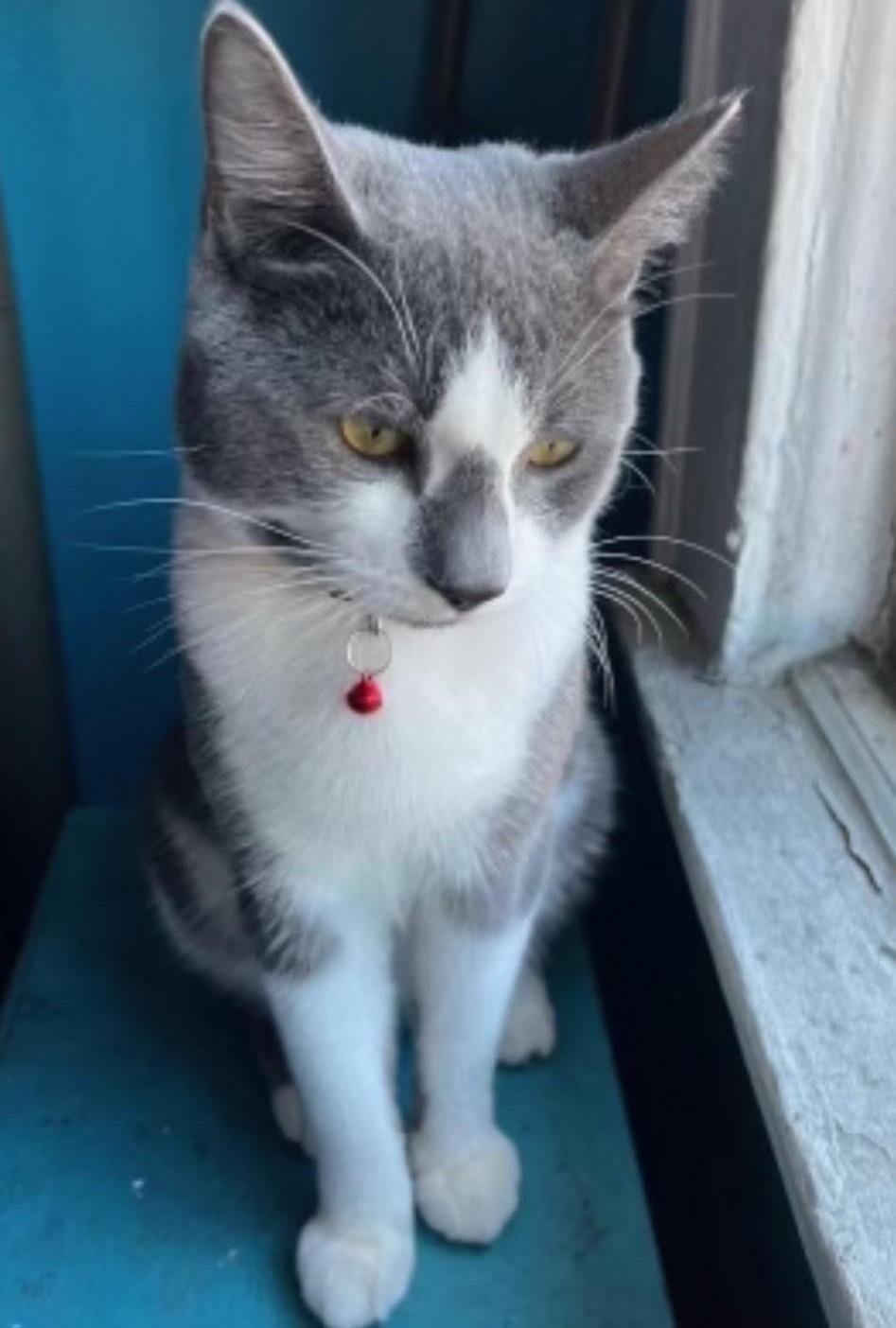 Austin, a Adoptable Domestic Short Hair in Closter, NJ image 3/5