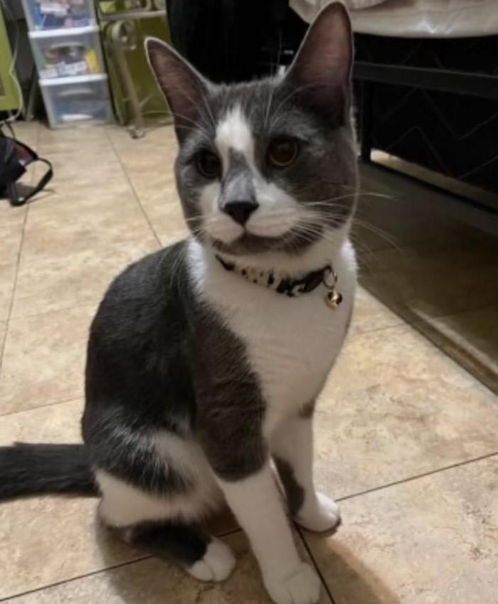 Austin, a Adoptable Domestic Short Hair in Closter, NJ image 2/5