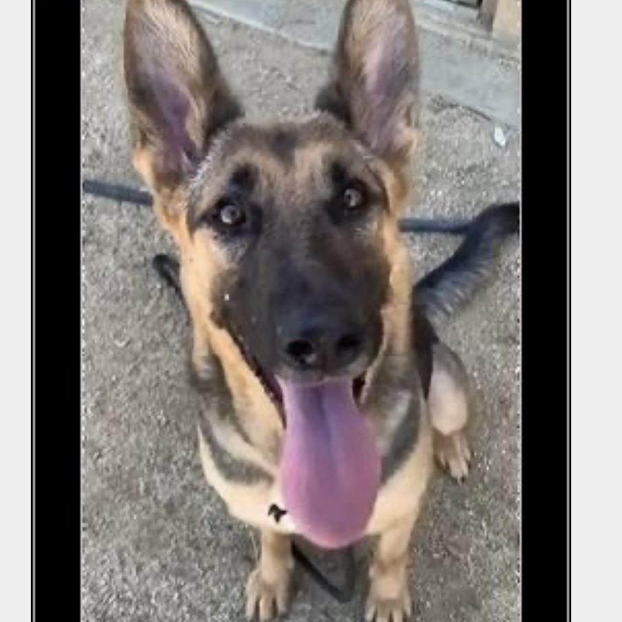 JOAN, Adopted, Adult Female German Shepherd Dog.