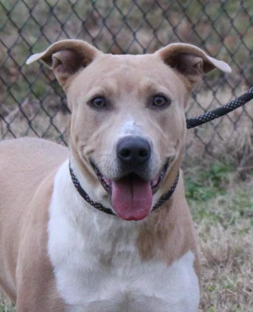 LILY, ADOPTABLE, Adult Female Pit Bull Terrier.