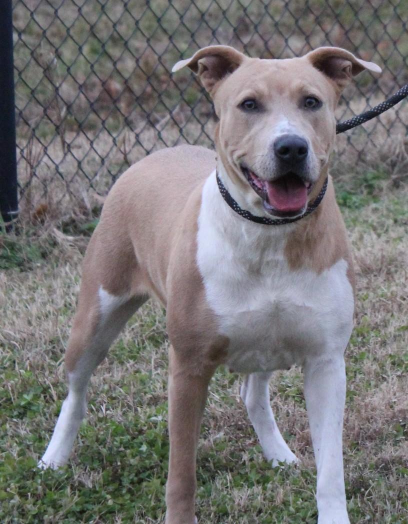 Enlarge LILY, a ADOPTABLE mixed breed in Claremore, OK image 2/2