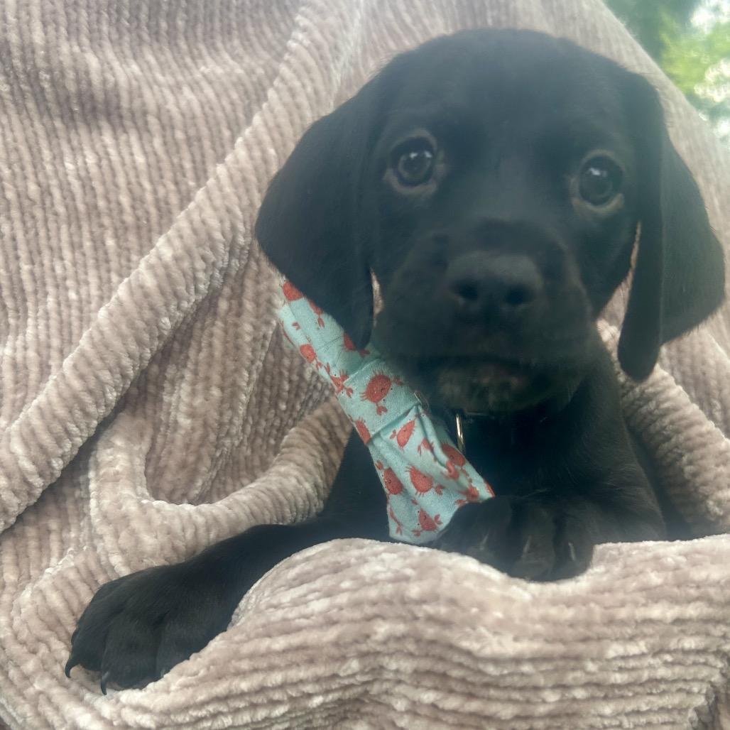Meet Boone This pup is a proud member of the Southern Comfort Litter Boone was probably born with 