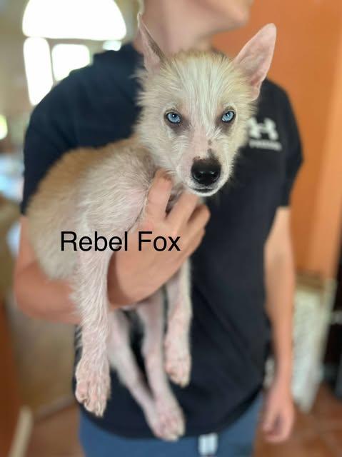 Rebel Fox, Baby Male unknown