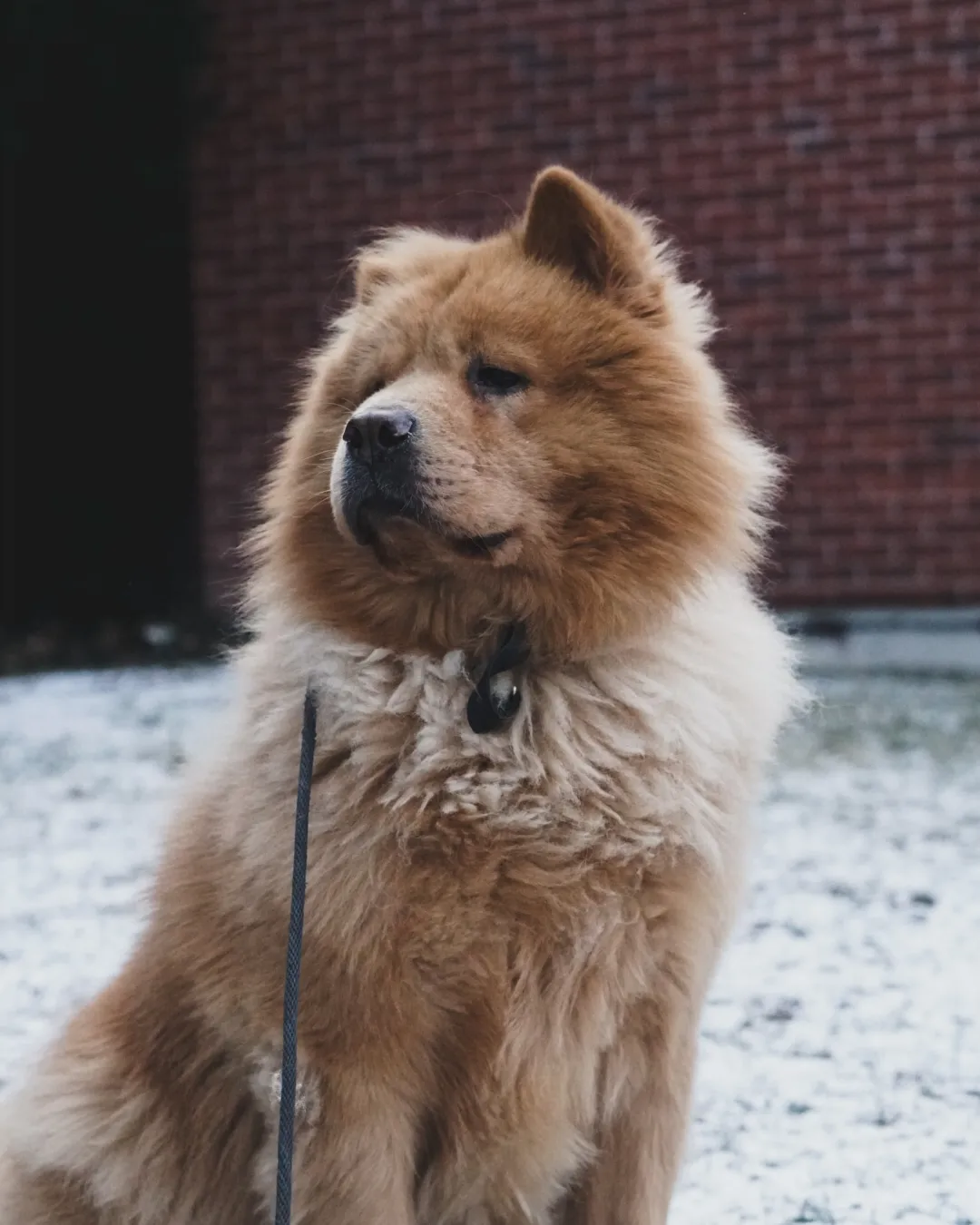 Daboa $99 ADOPTION FEE, a Adoptable Chow Chow in Scarborough, ON image 2/11