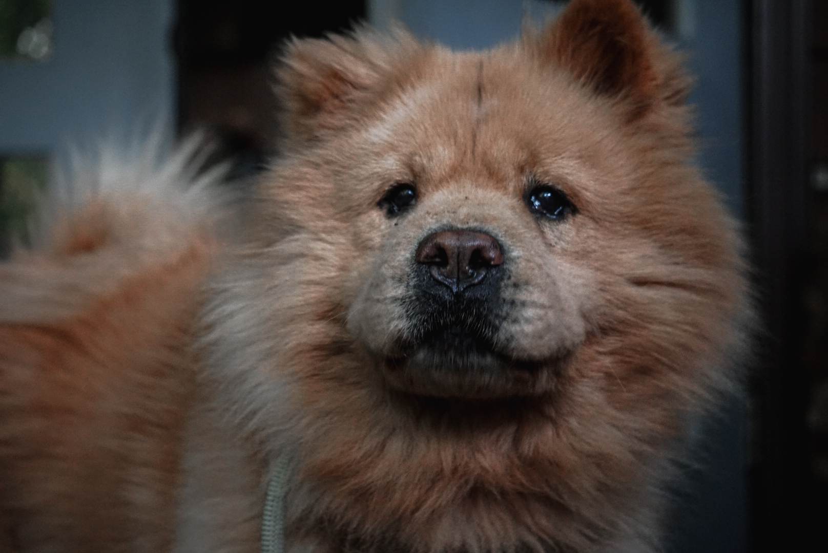 Daboa $99 ADOPTION FEE, a Adoptable Chow Chow in Scarborough, ON image 3/11