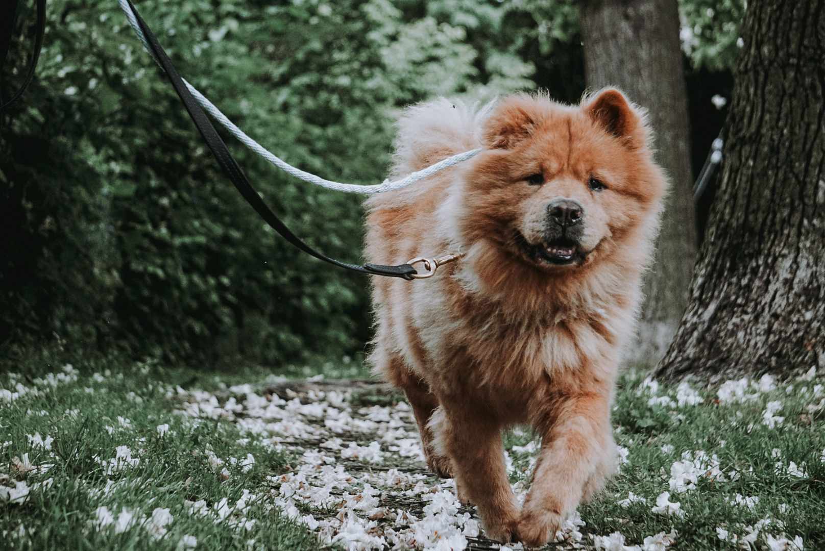 Daboa $99 ADOPTION FEE, a Adoptable Chow Chow in Scarborough, ON image 4/11