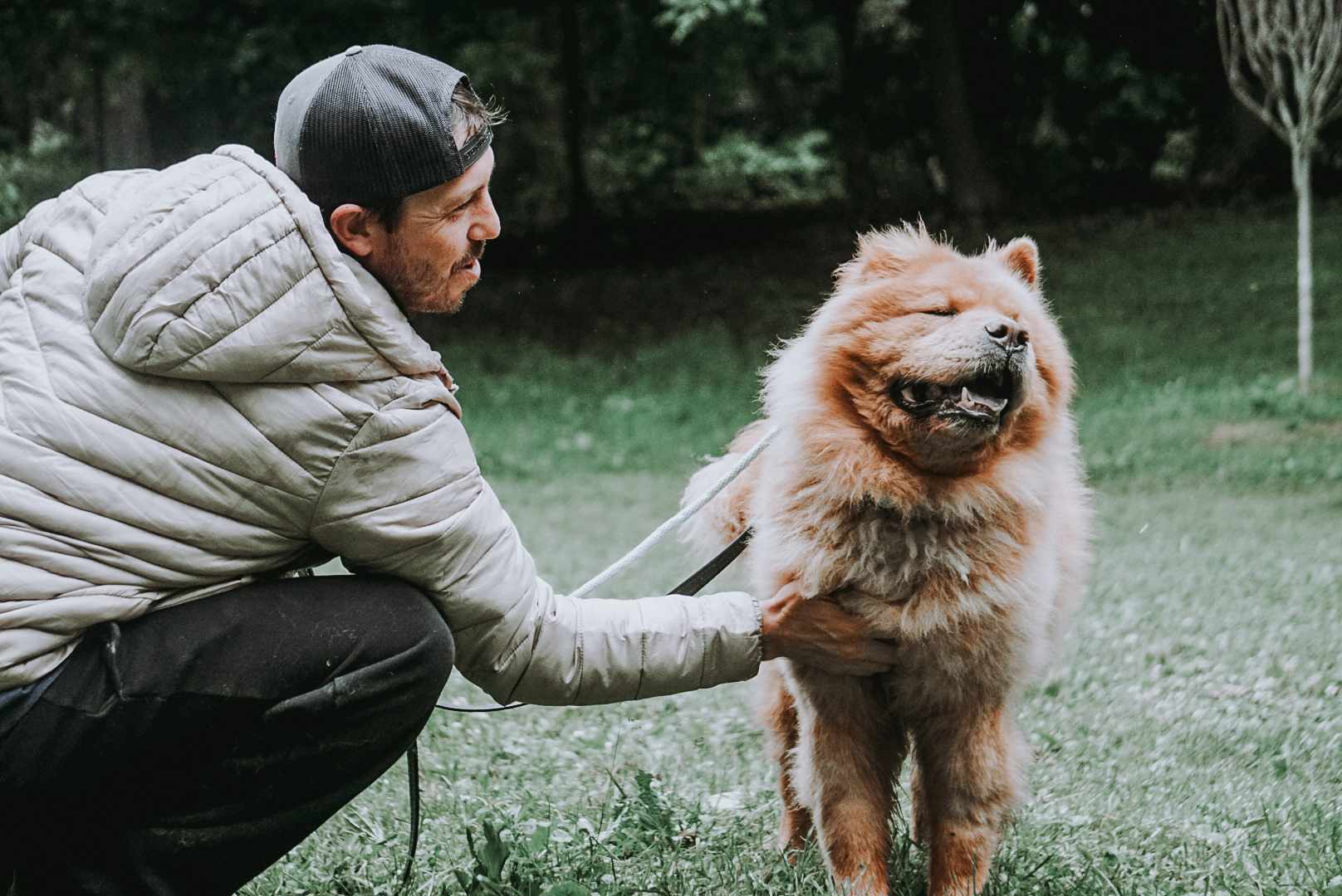 Daboa $99 ADOPTION FEE, a Adoptable Chow Chow in Scarborough, ON image 5/11