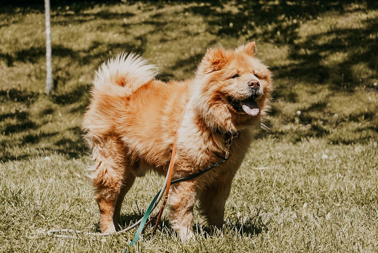 Daboa $99 ADOPTION FEE, a Adoptable Chow Chow in Scarborough, ON image 6/11