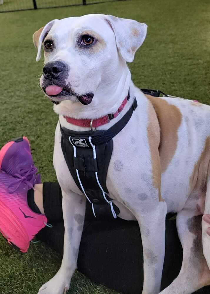 Enlarge Tutti, a Adoptable mixed breed in Deerfield, WI image 1/5