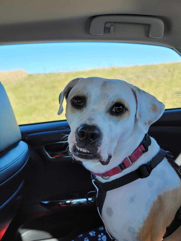 Enlarge Tutti, a Adoptable mixed breed in Deerfield, WI image 2/5