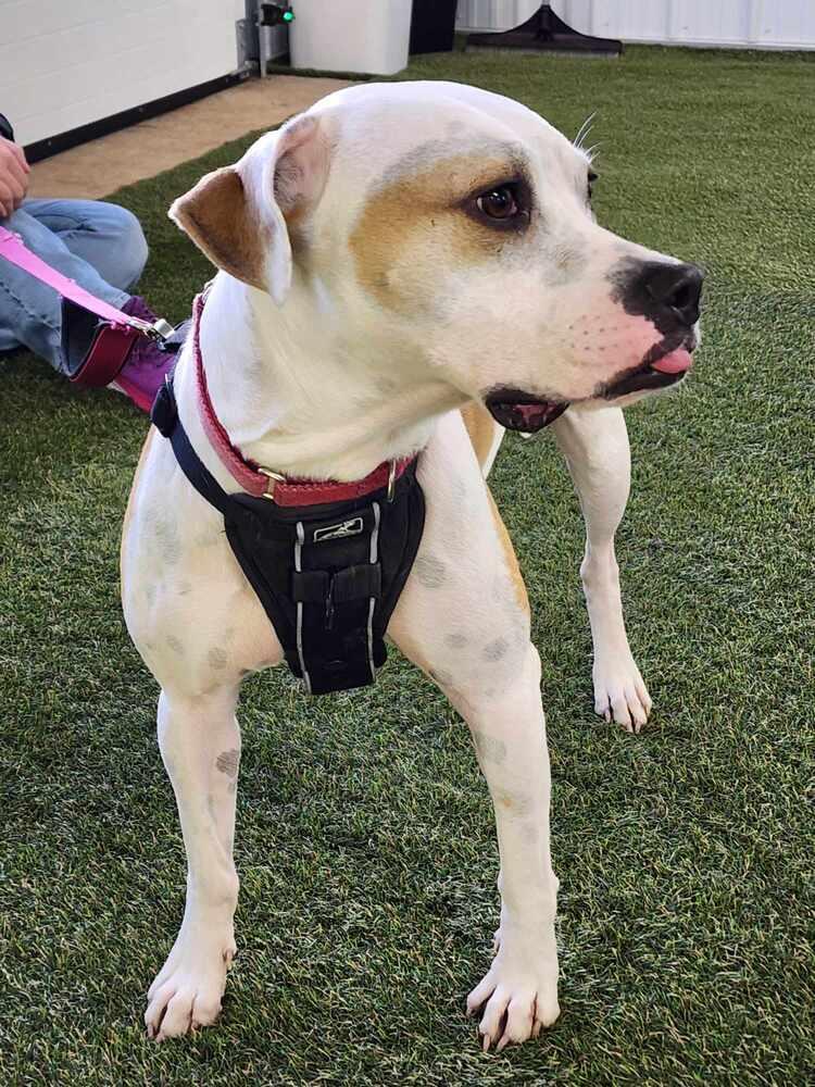 Enlarge Tutti, a Adoptable mixed breed in Deerfield, WI image 3/5