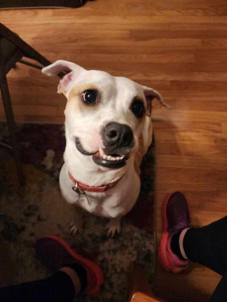 Enlarge Tutti, a Adoptable mixed breed in Deerfield, WI image 4/5