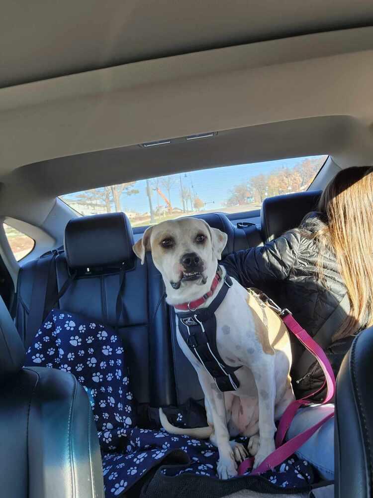 Enlarge Tutti, a Adoptable mixed breed in Deerfield, WI image 5/5