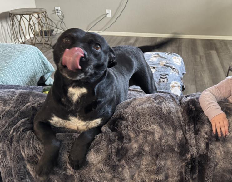 Enlarge Maggie Mae, a Adoptable mixed breed in Boulder, CO image 3/6