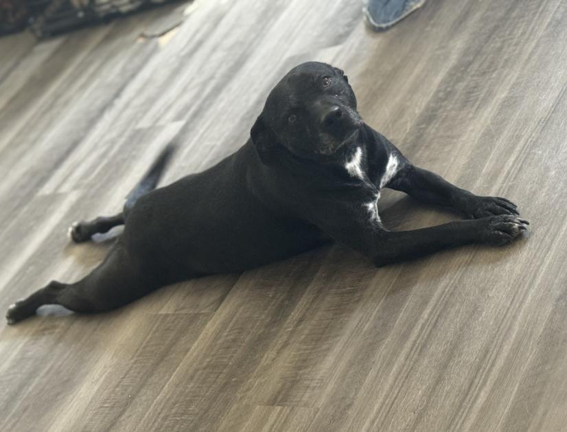 Enlarge Maggie Mae, a Adoptable mixed breed in Boulder, CO image 5/6