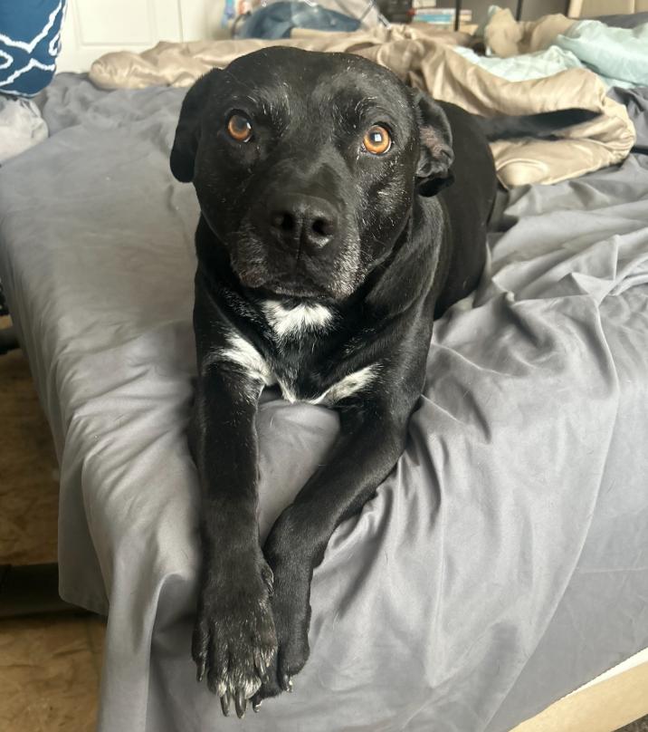 Enlarge Maggie Mae, a Adoptable mixed breed in Boulder, CO image 6/6