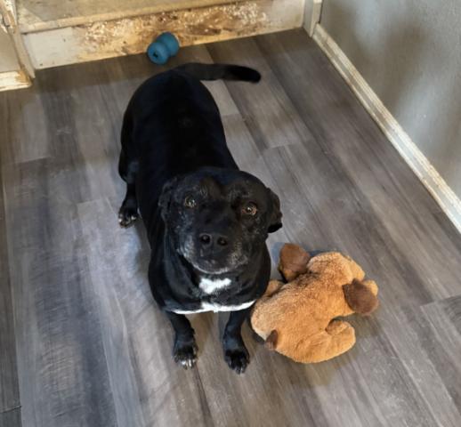 Enlarge Maggie Mae, a Adoptable mixed breed in Boulder, CO image 4/6