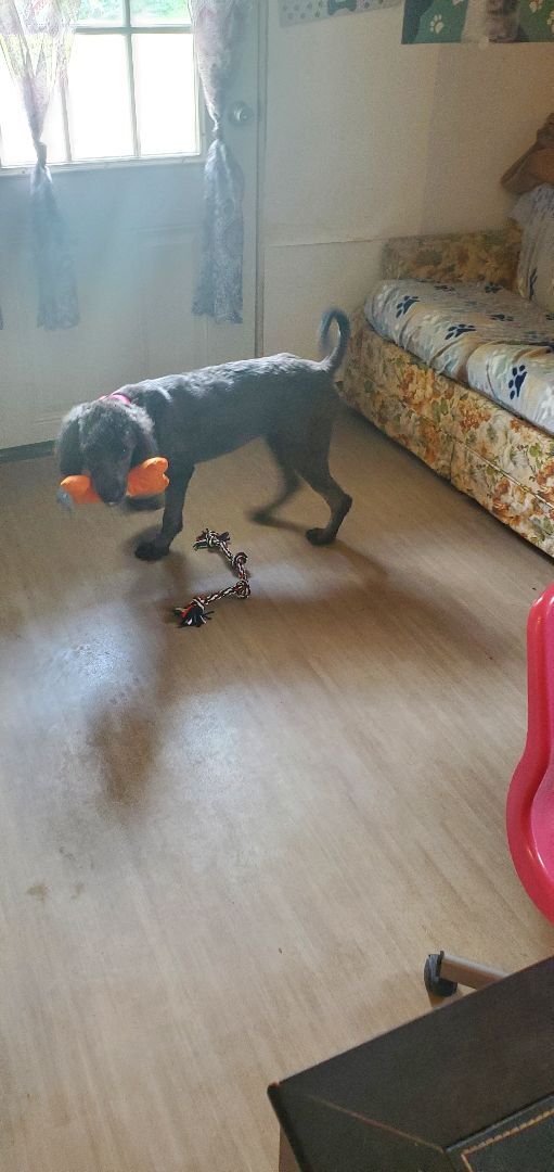 Dog for adoption Sofia , a Standard Poodle Mix in East Bernstadt, KY