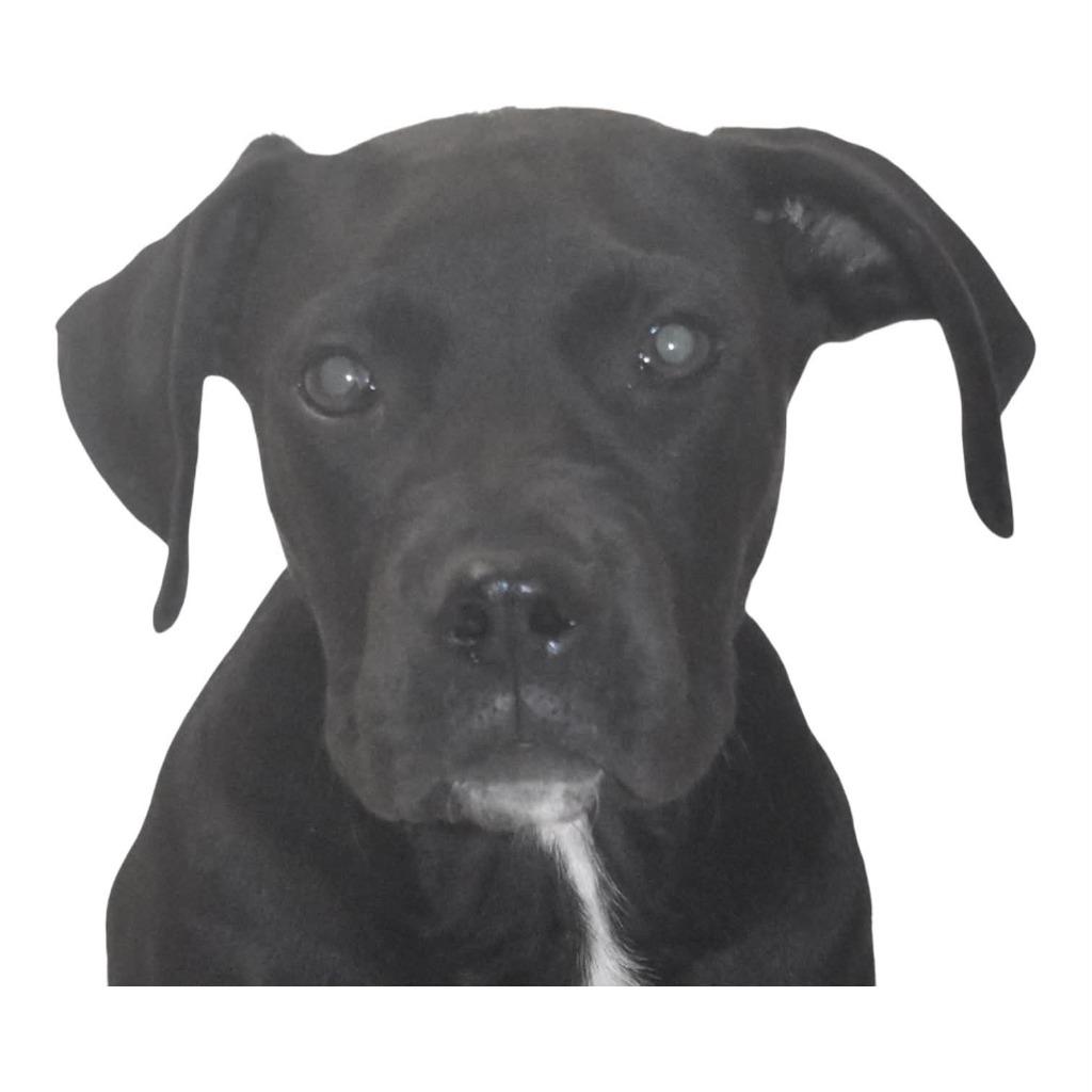 Enlarge Batman, a Adoptable Terrier in Springfield, OH image 1/4
