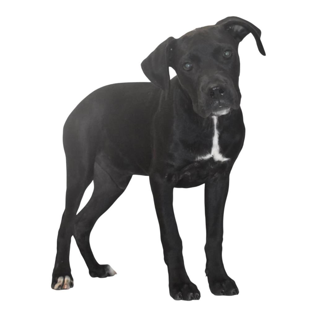 Enlarge Batman, a Adoptable Terrier in Springfield, OH image 2/4