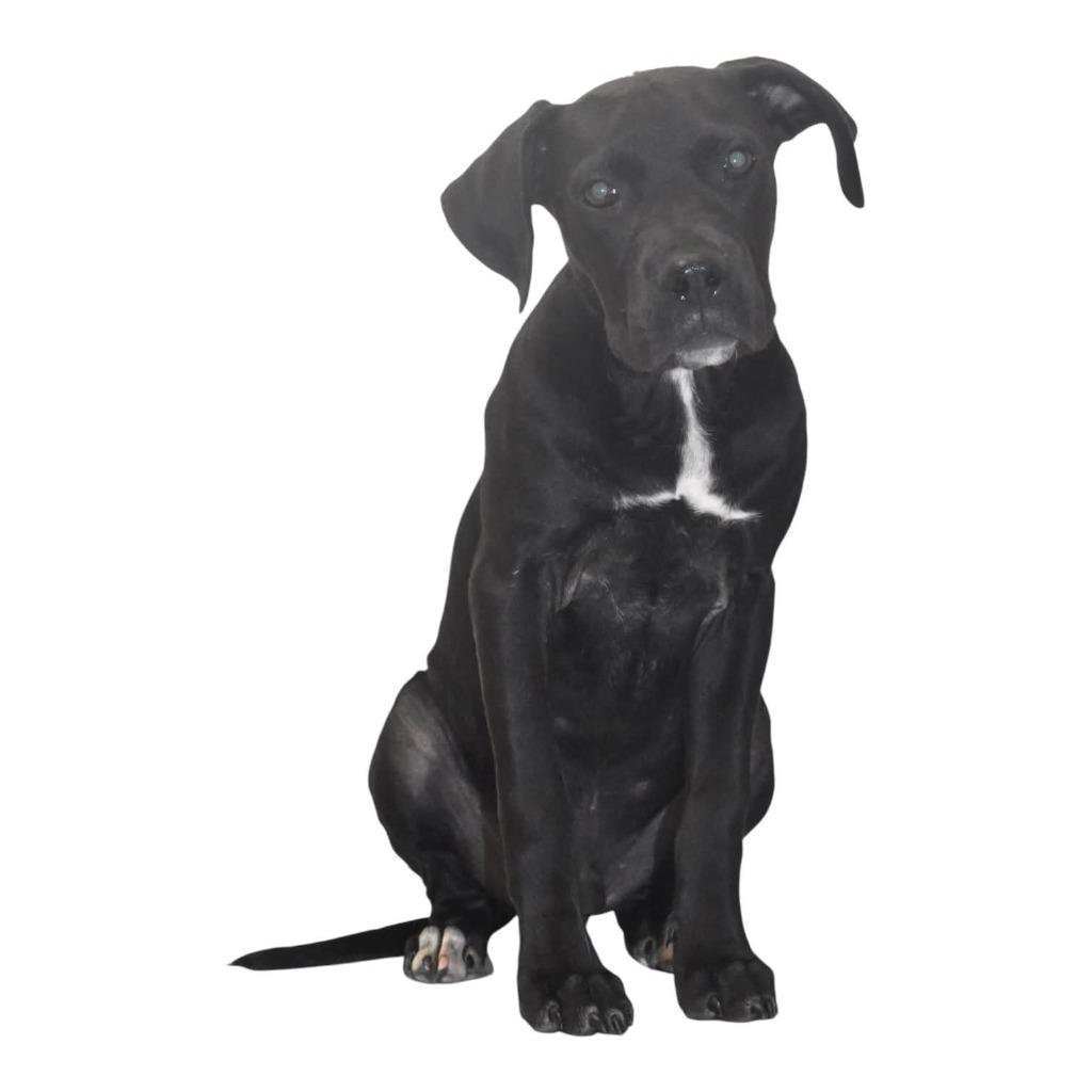 Enlarge Batman, a Adoptable Terrier in Springfield, OH image 3/4