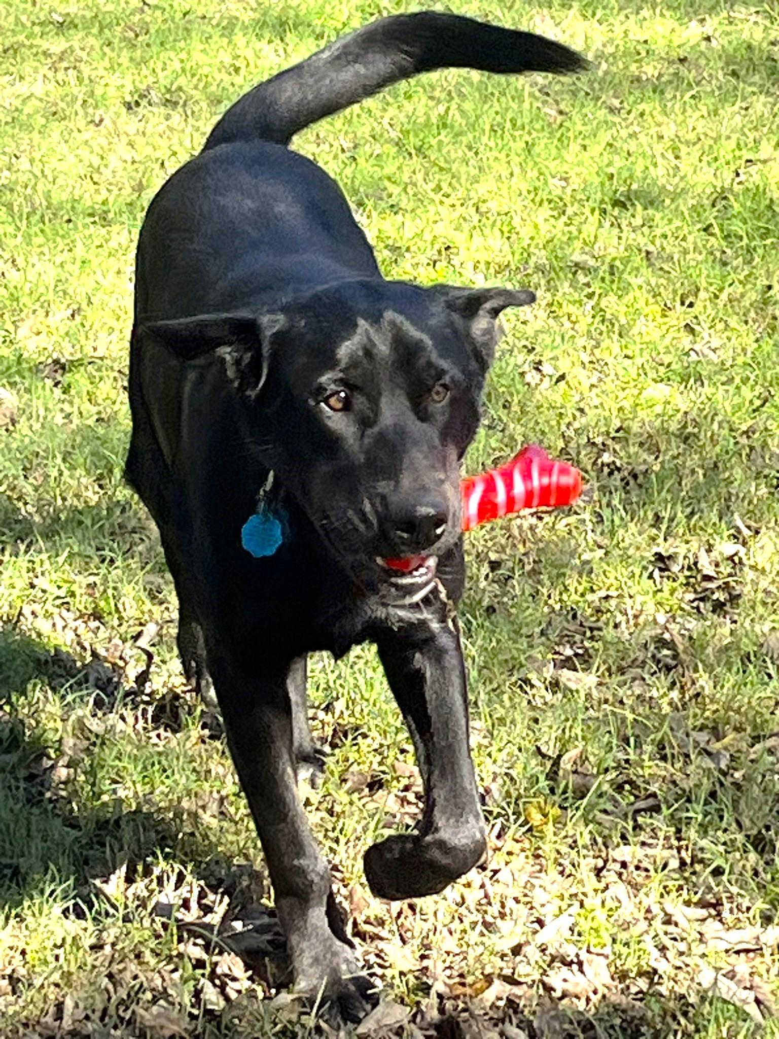 Roscoe, a Adoptable mixed breed in Godley, TX image 3/6