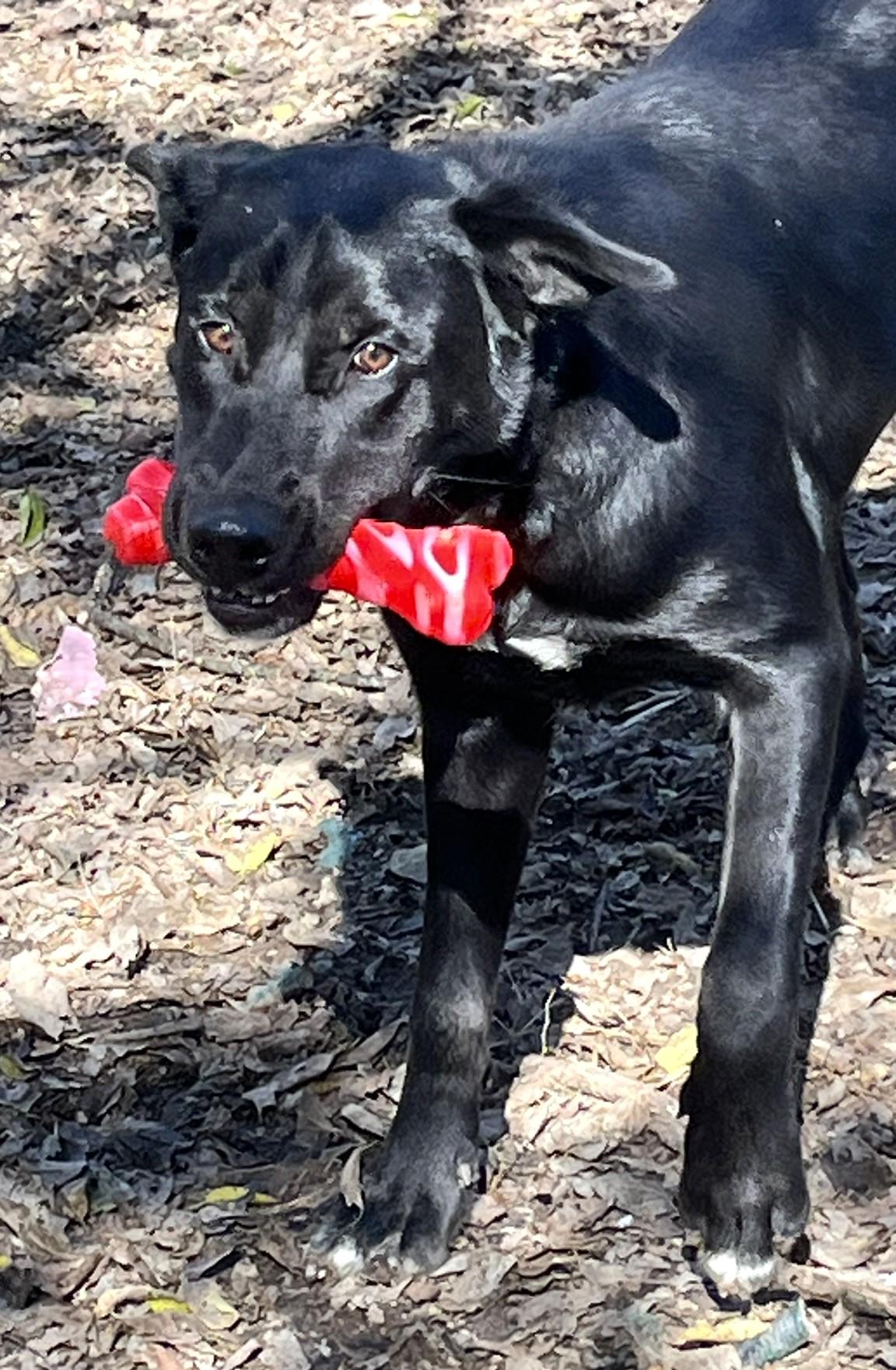 Roscoe, a Adoptable mixed breed in Godley, TX image 2/6