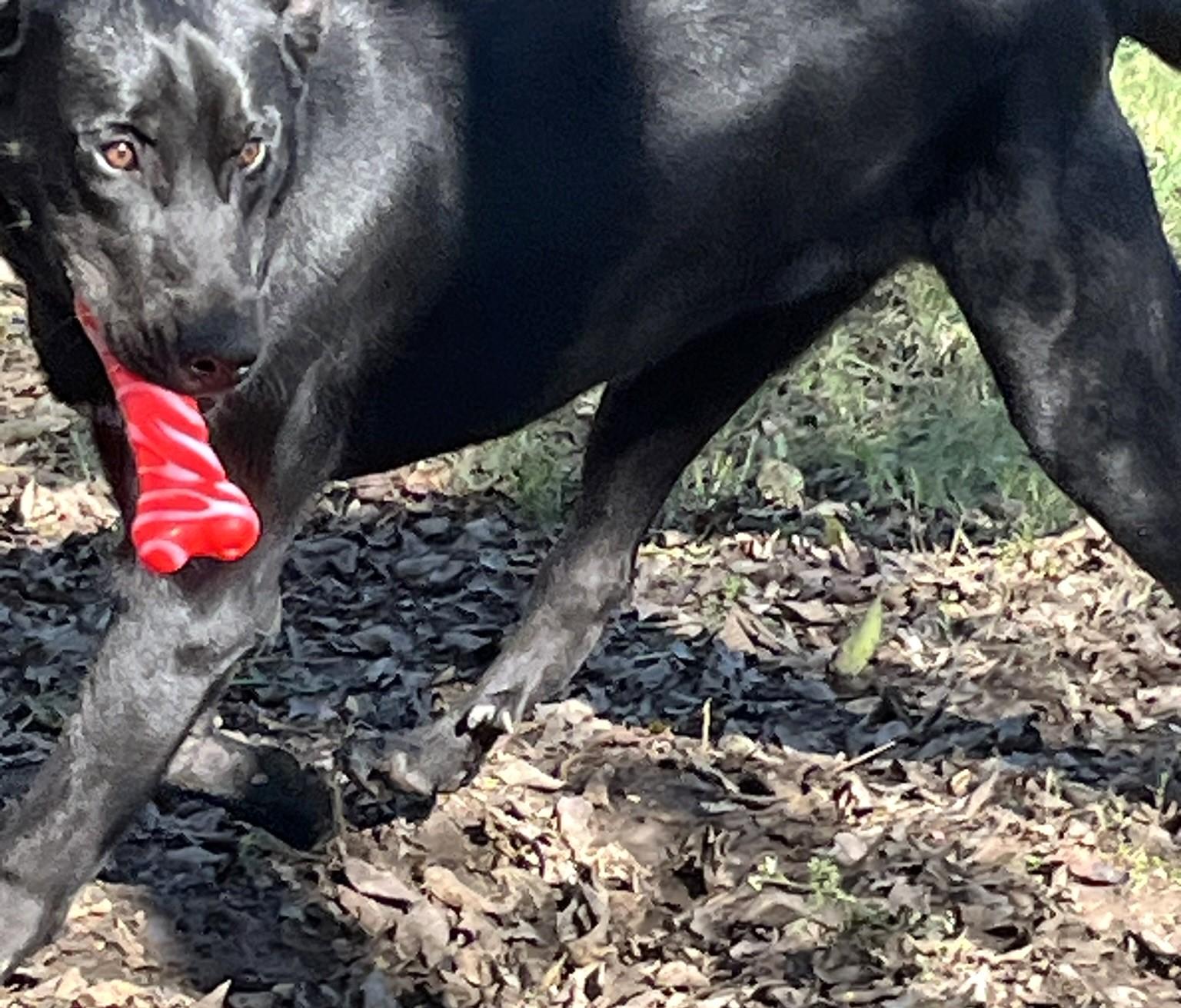 Roscoe, a Adoptable mixed breed in Godley, TX image 4/6