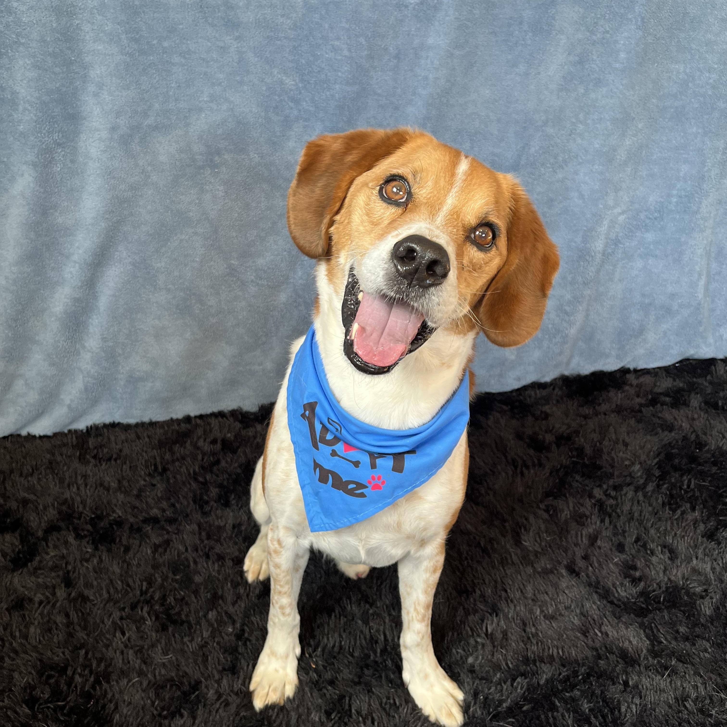 Enlarge Thor, a Adoptable mixed breed in Benld, IL image 1/2