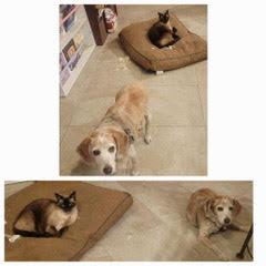Enlarge Ginger, a Adoptable Beagle in Phoenix, AZ image 4/4