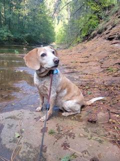 Ginger, Adoptable, Senior Female Beagle.