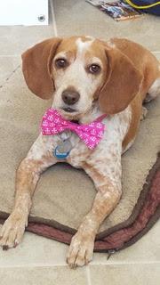 Enlarge Ginger, a Adoptable Beagle in Phoenix, AZ image 2/4