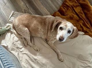 Enlarge Ginger, a Adoptable Beagle in Phoenix, AZ image 3/4