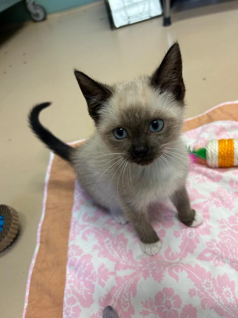 Cardi, Adopted, Kitten Female Domestic Short Hair.