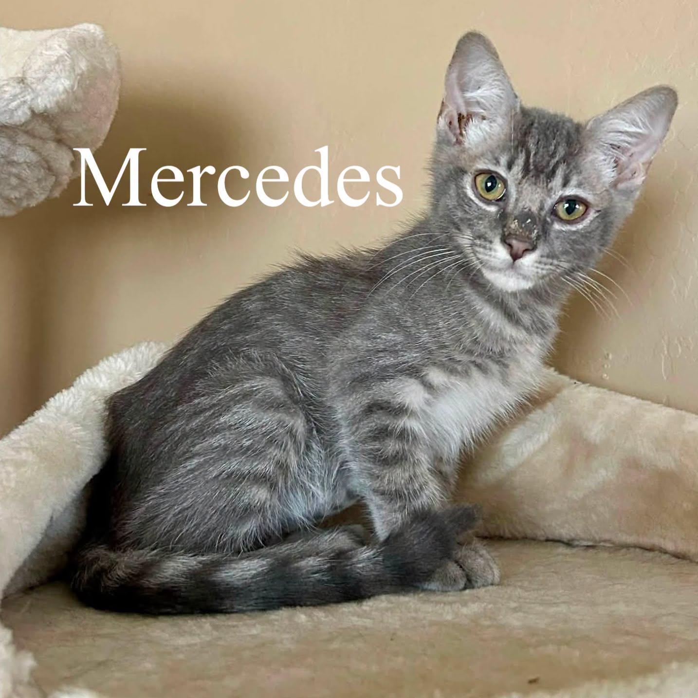 Mercedes, ADOPTABLE, Kitten Female Domestic Short Hair.