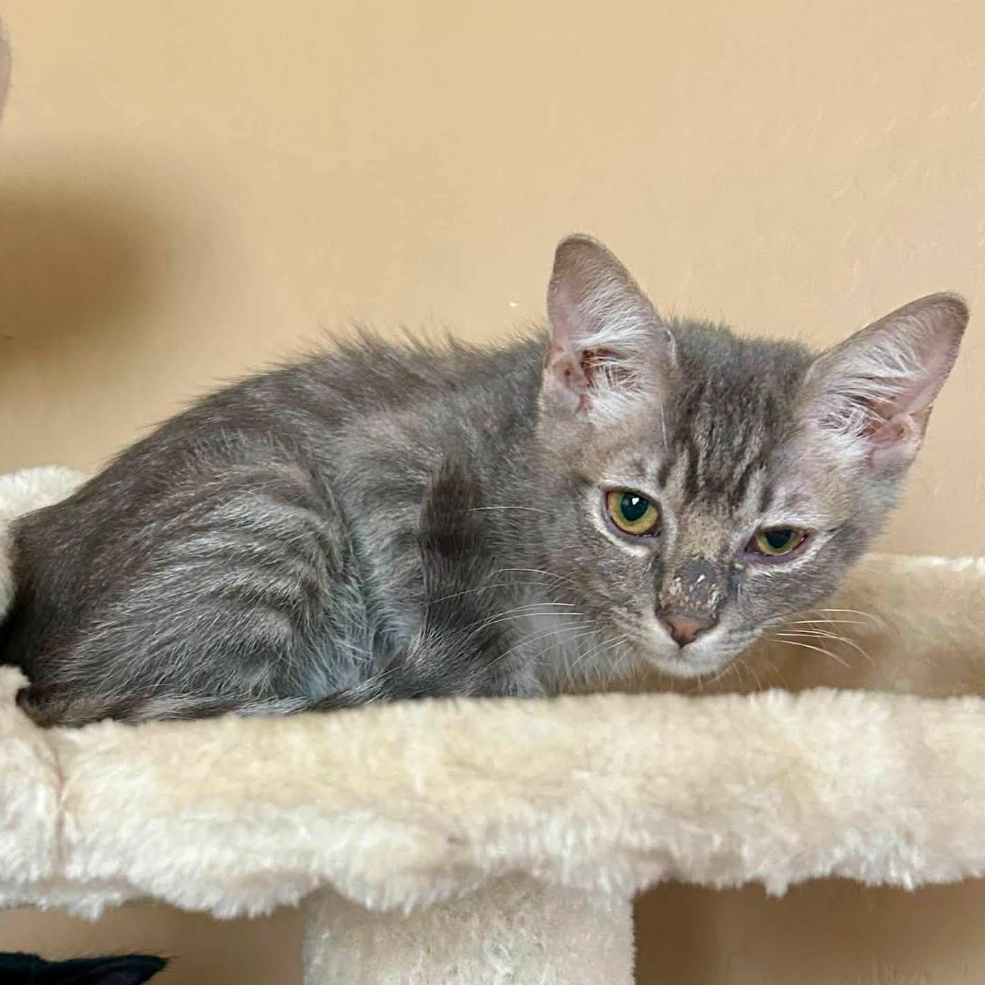 Mercedes, a ADOPTABLE Domestic Short Hair in Queen Creek, AZ image 3/3