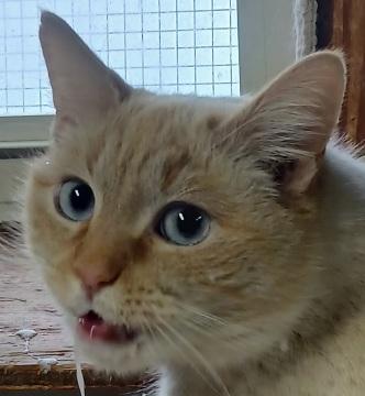 Enlarge 5149199, an adopted Siamese in Lees Summit, MO image 1/1