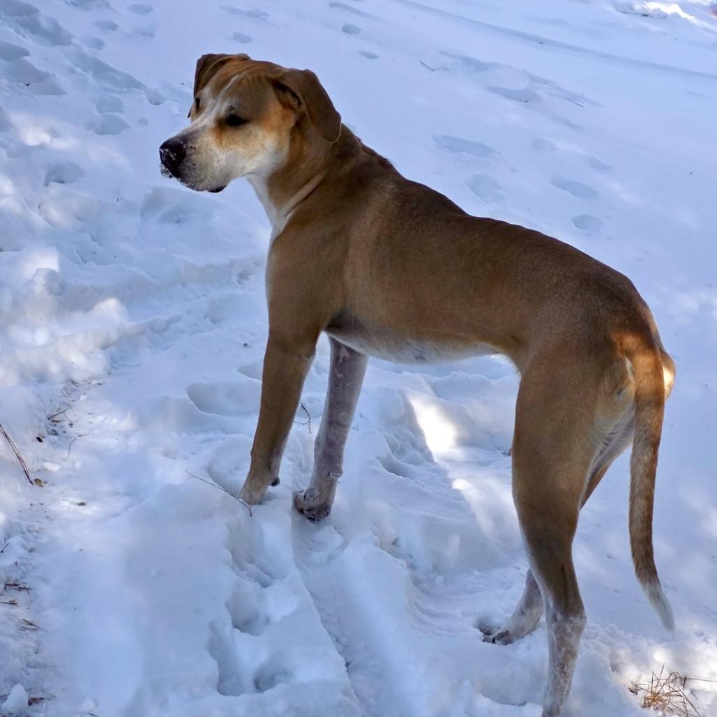 Enlarge Gunnar, a Adoptable mixed breed in Aberdeen, NC image 1/5