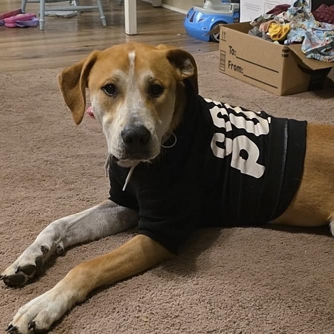 Enlarge Gunnar, a Adoptable mixed breed in Aberdeen, NC image 2/5