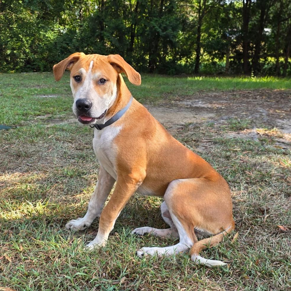 Enlarge Gunnar, a Adoptable mixed breed in Aberdeen, NC image 5/5