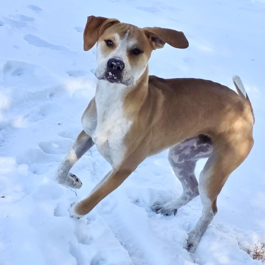 Enlarge Gunnar, a Adoptable mixed breed in Aberdeen, NC image 3/5