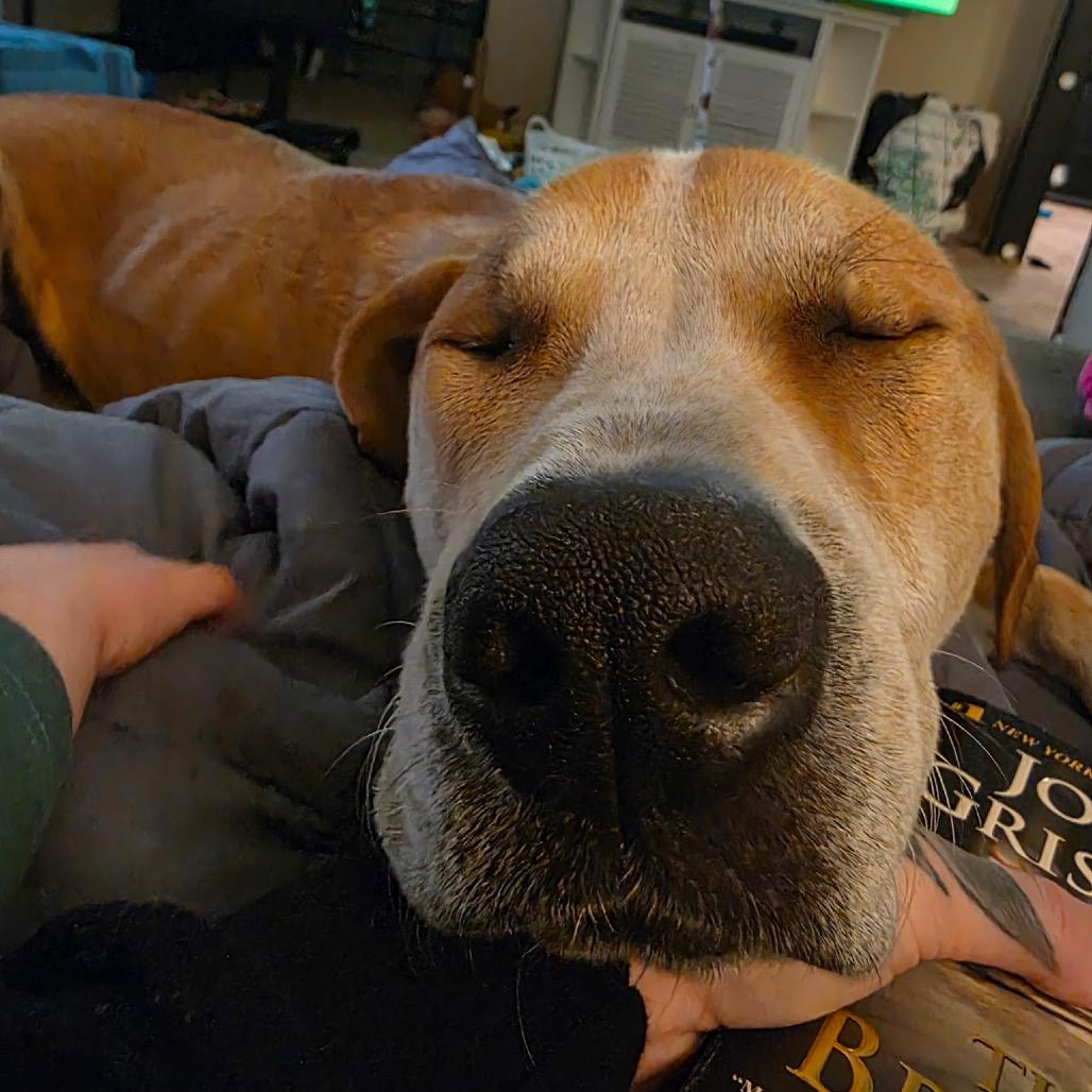 Enlarge Gunnar, a Adoptable mixed breed in Aberdeen, NC image 4/5