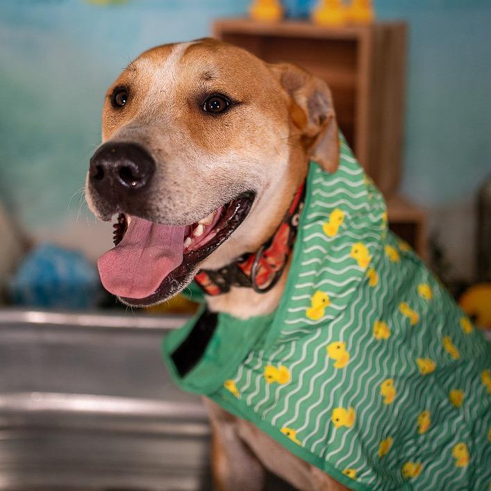 Enlarge Gunner, a Adoptable mixed breed in Aberdeen, NC image 5/6