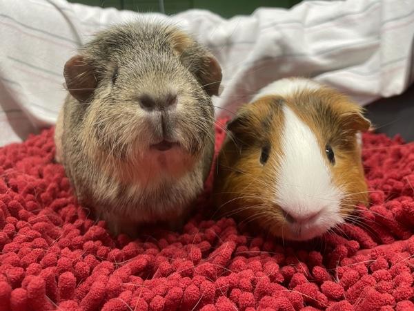 Enlarge Bijou & Hamtaro, a Adoptable mixed breed in Oakland, NJ image 1/2