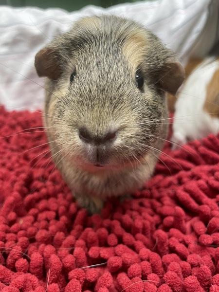 Enlarge Bijou & Hamtaro, a Adoptable mixed breed in Oakland, NJ image 2/2