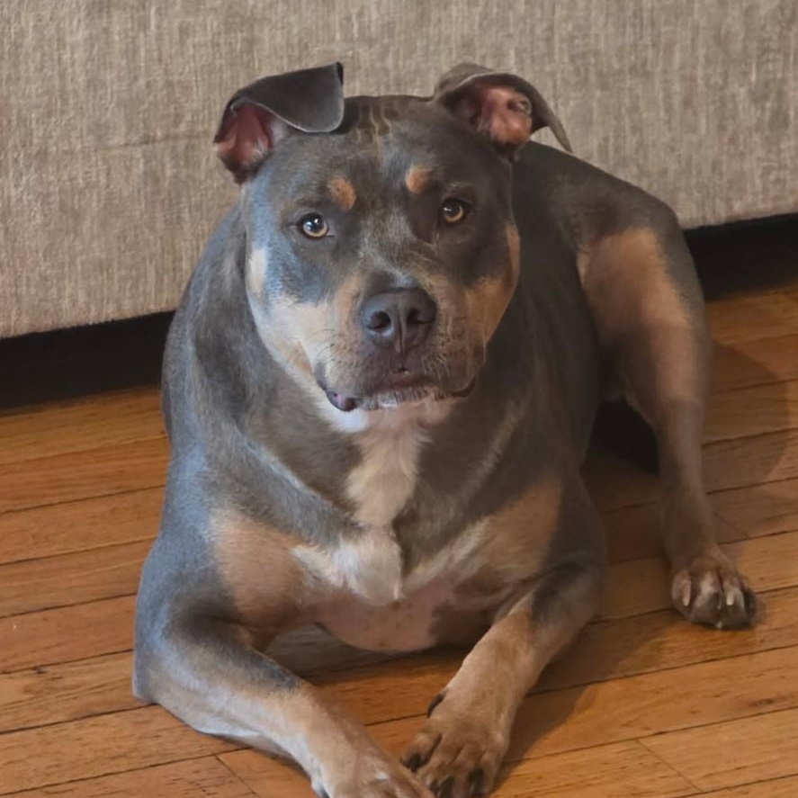 Freyja - Courtesy Listing, Adoptable, Adult Female American Bully.