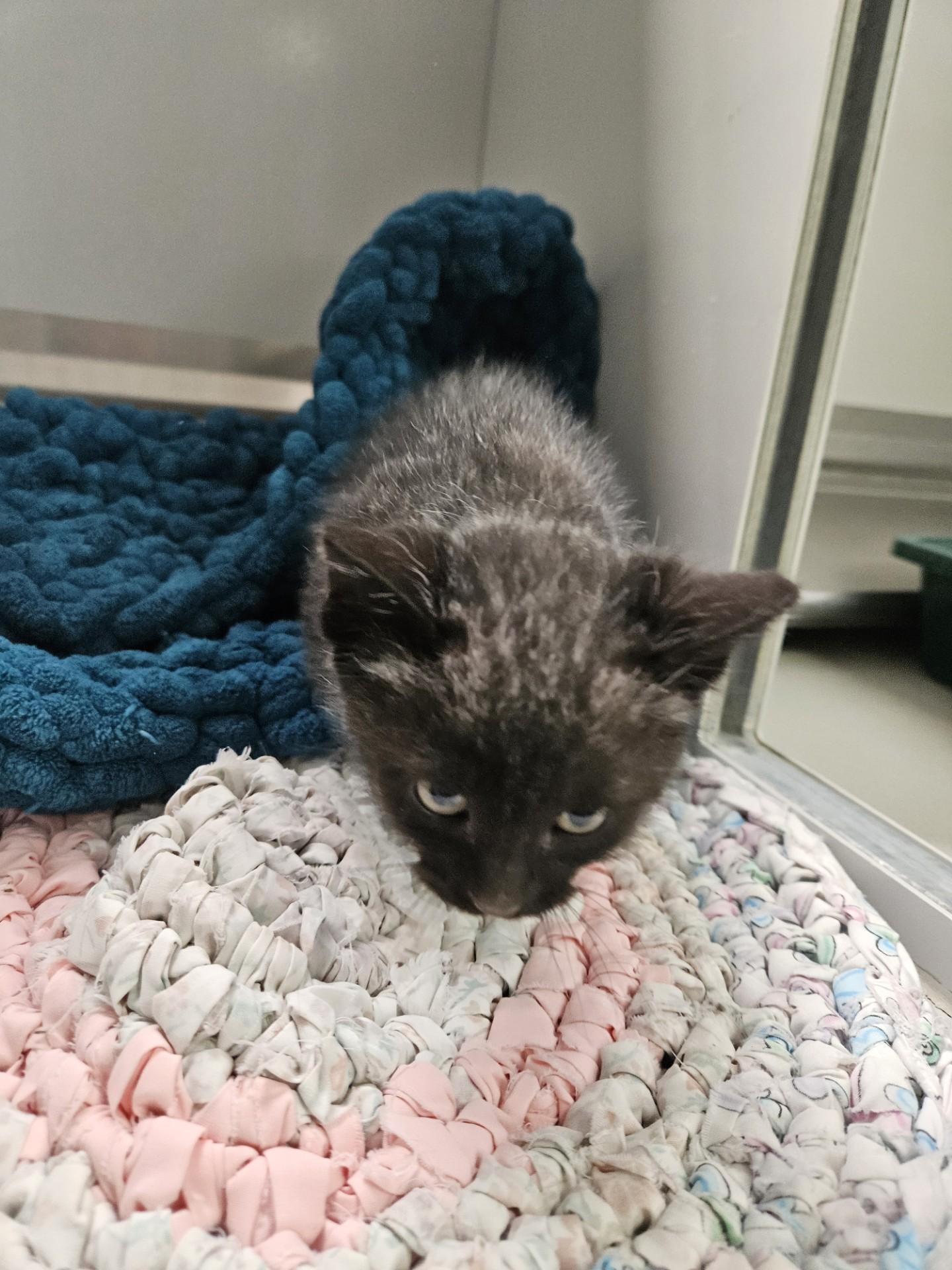 61170297, ADOPTABLE, Kitten Male Domestic Medium Hair.