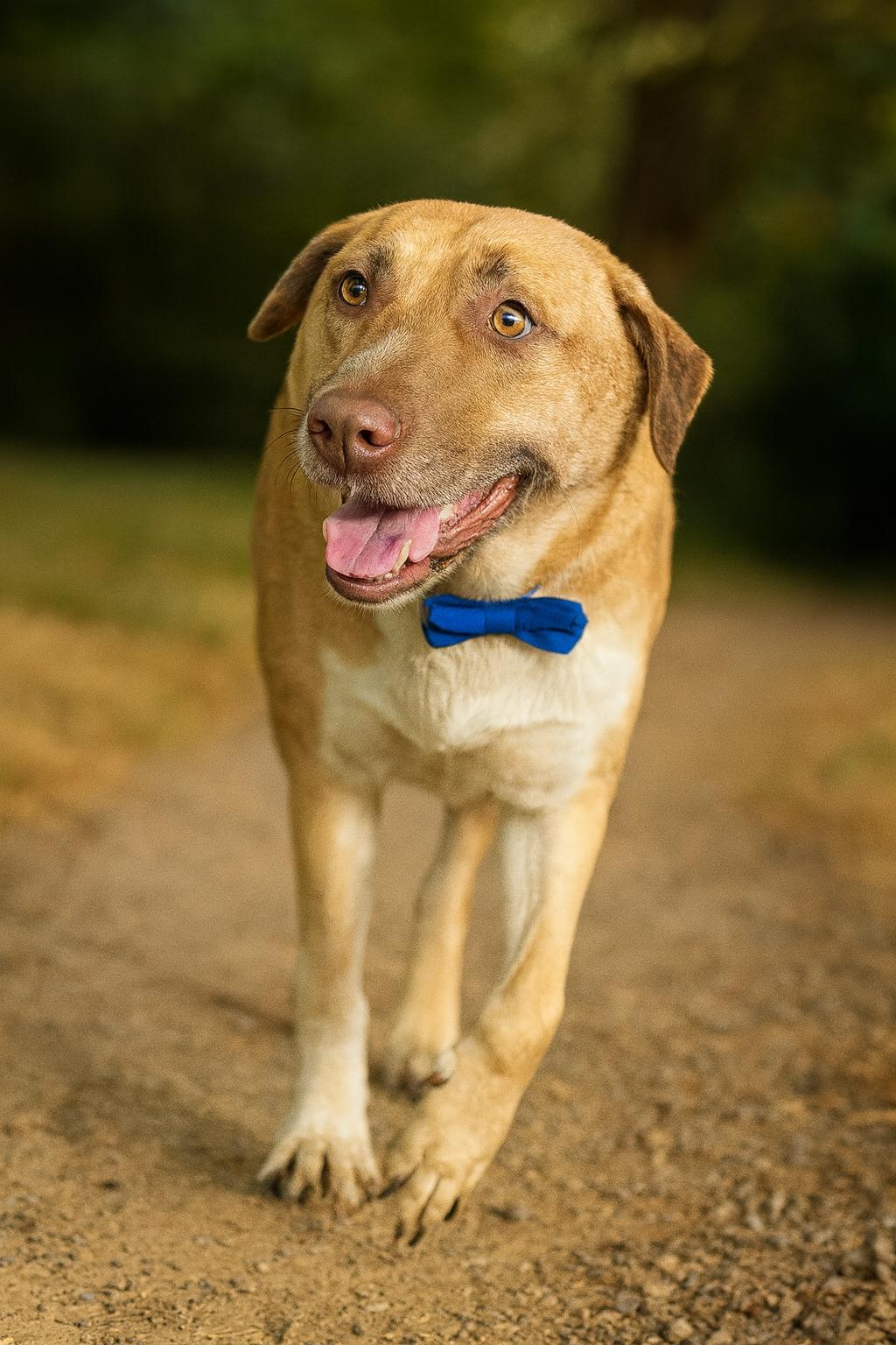 Enlarge Ashuka, a Adoptable mixed breed in Phoenix, AZ image 1/3